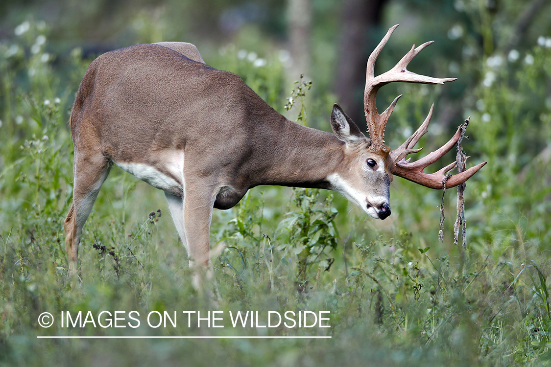 White-tailed buck in summer habitat *