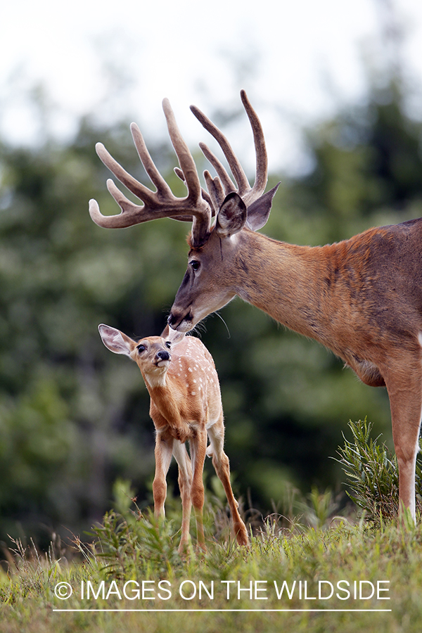 White-tailed buck with fawn.  