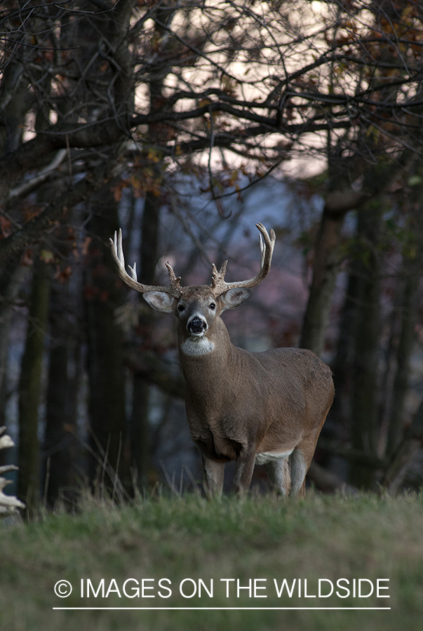 White-tailed buck in habitat. 