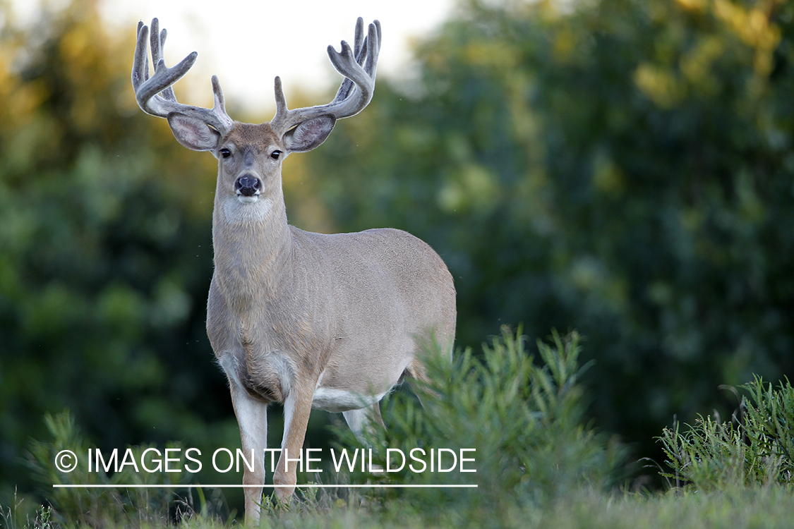 White-tailed buck in velvet.  