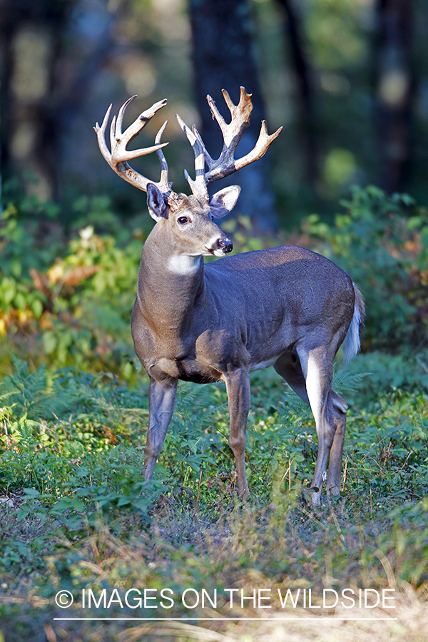 White-tailed buck in habitat.  