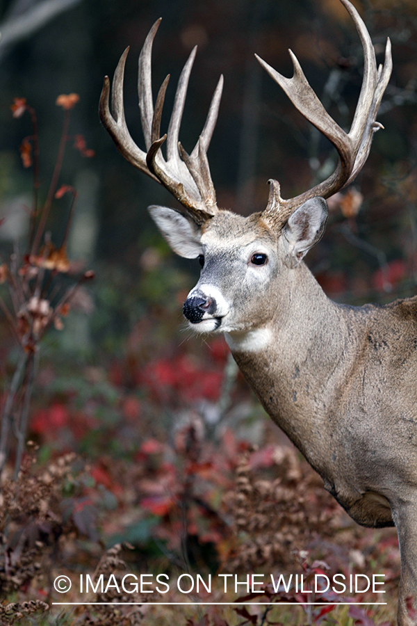 White-tailed buck in habitat. 