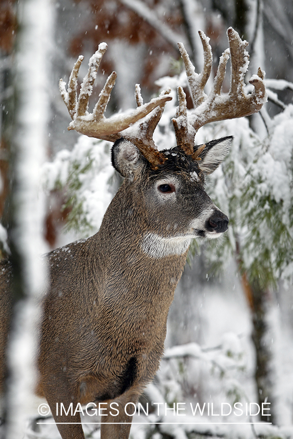 White-tailed buck in habitat. 