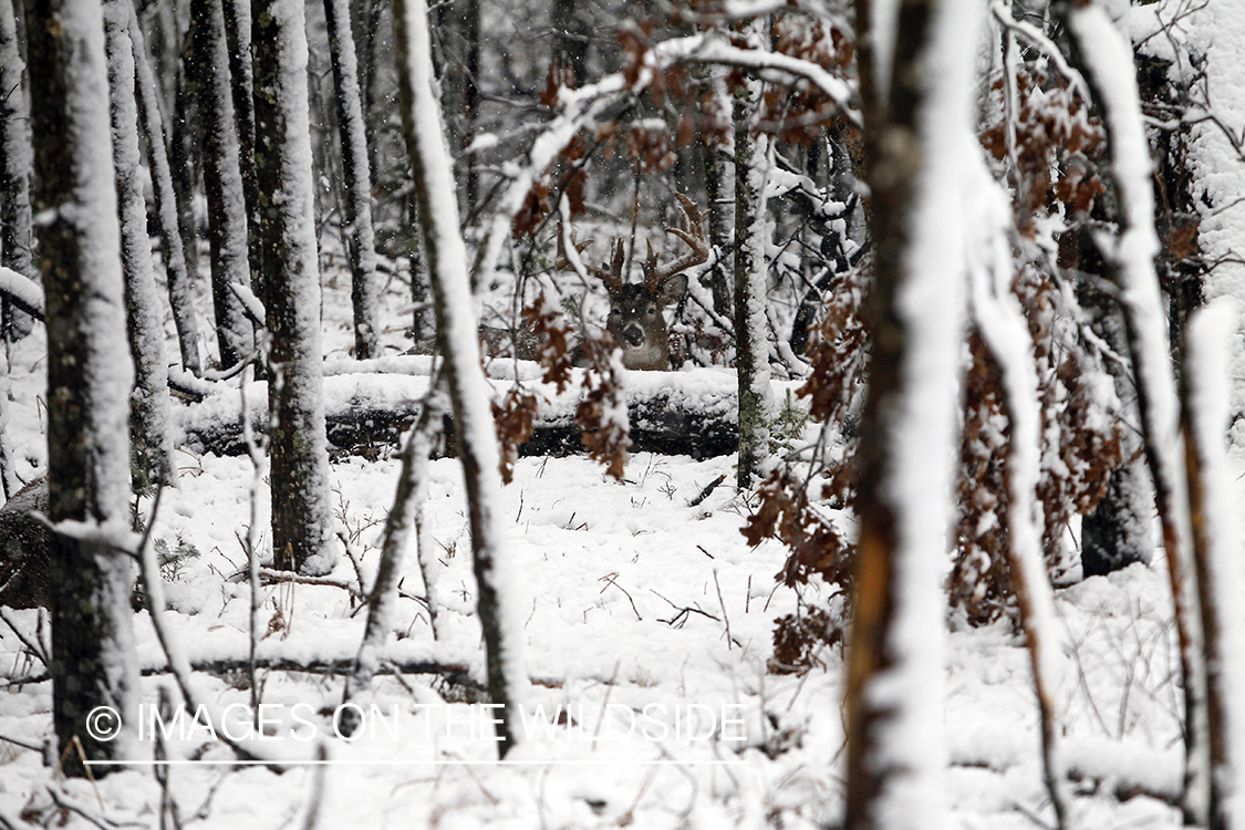 White-tailed buck in winter.  