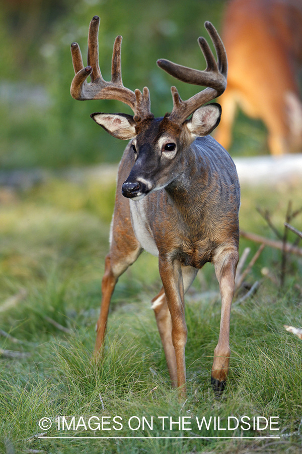 White-tailed buck in habitat.