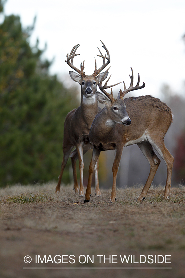 White-tailed bucks in habitat.