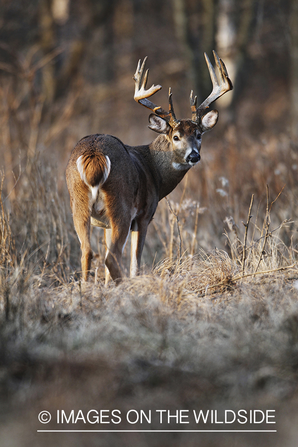 White-tailed buck in habitat.