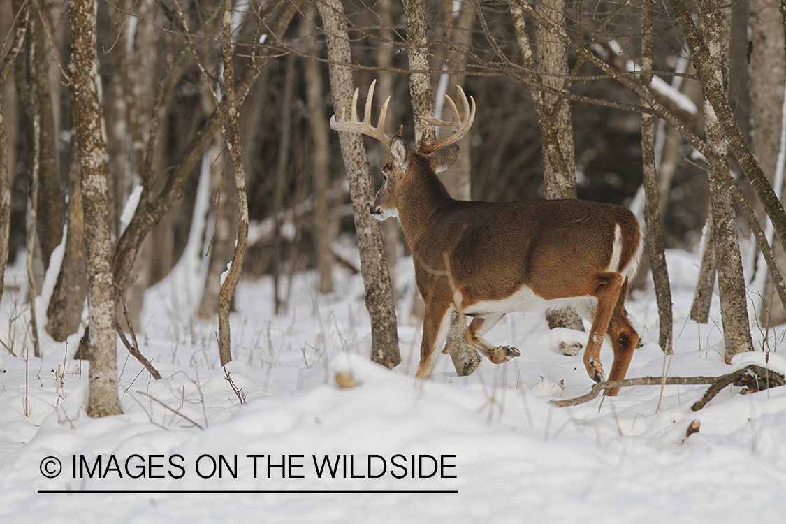 White-tailed buck fleeing in winter habitat.