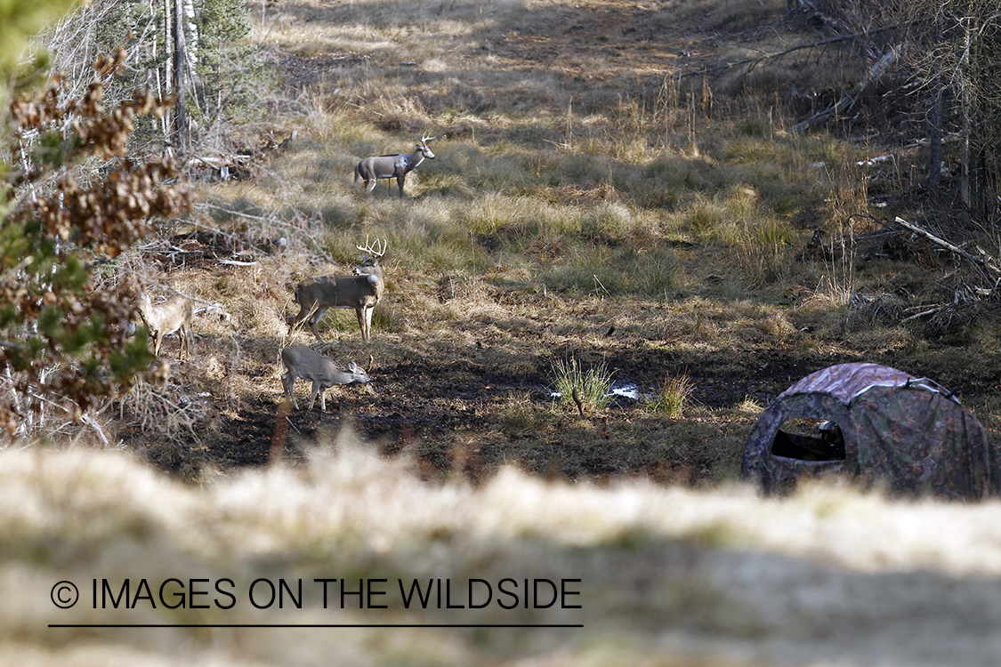 White-tailed deer near hunter's camouflaged tent.