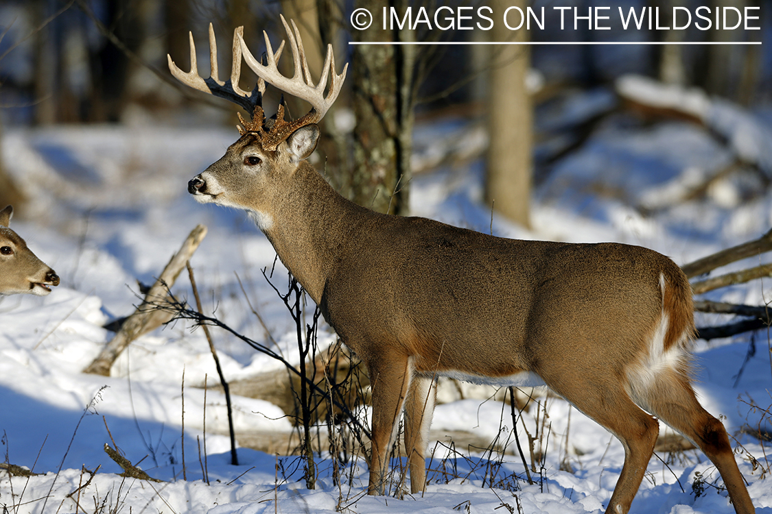 White-tailed buck in winter habitat.