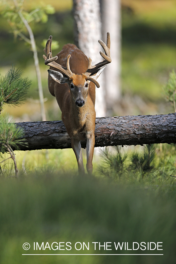 White-tailed buck in habitat.