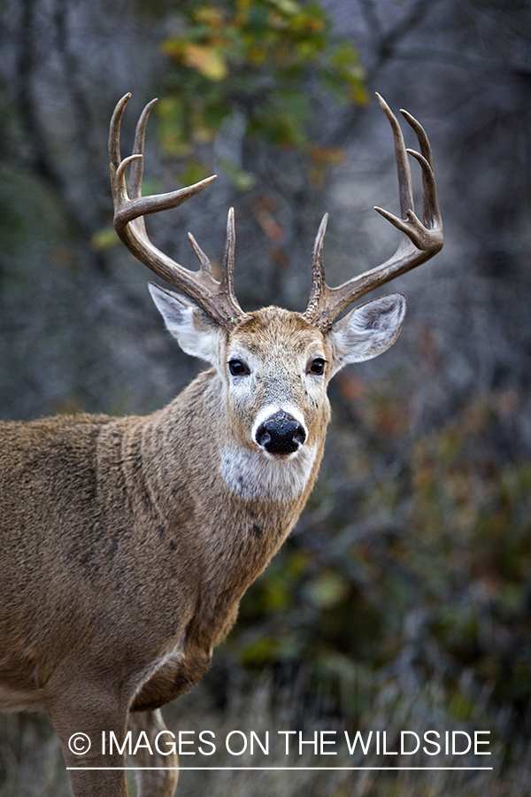 White-tailed buck in habitat. 