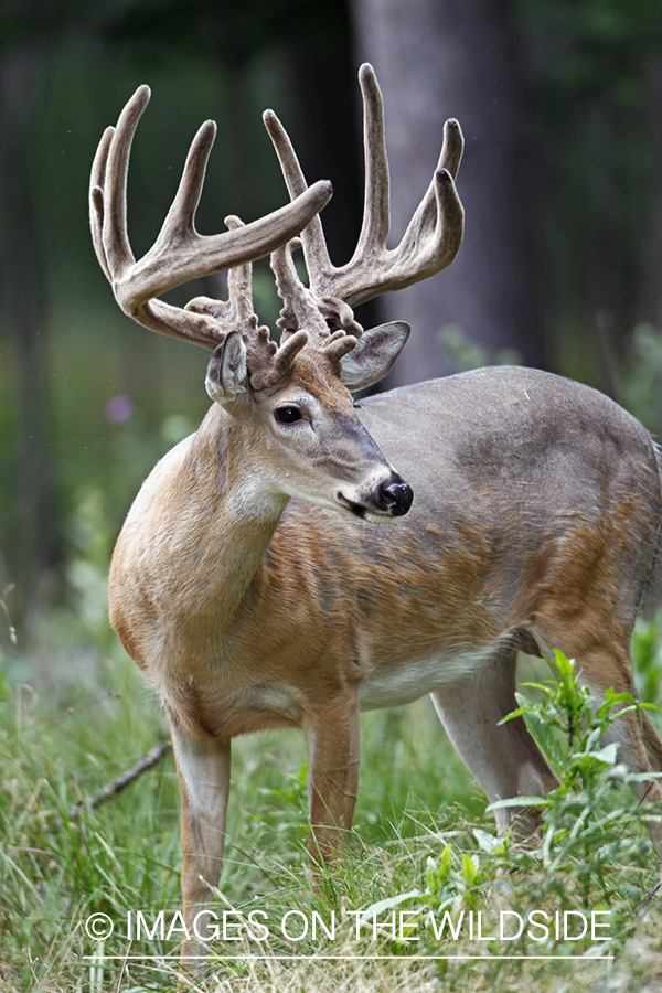 White-tailed buck in velvet.