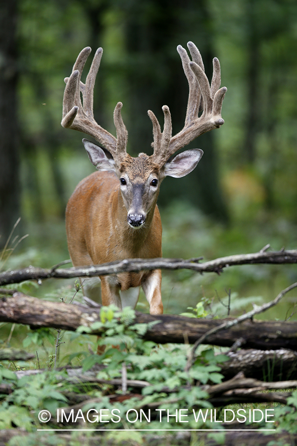 White-tailed buck in velvet.