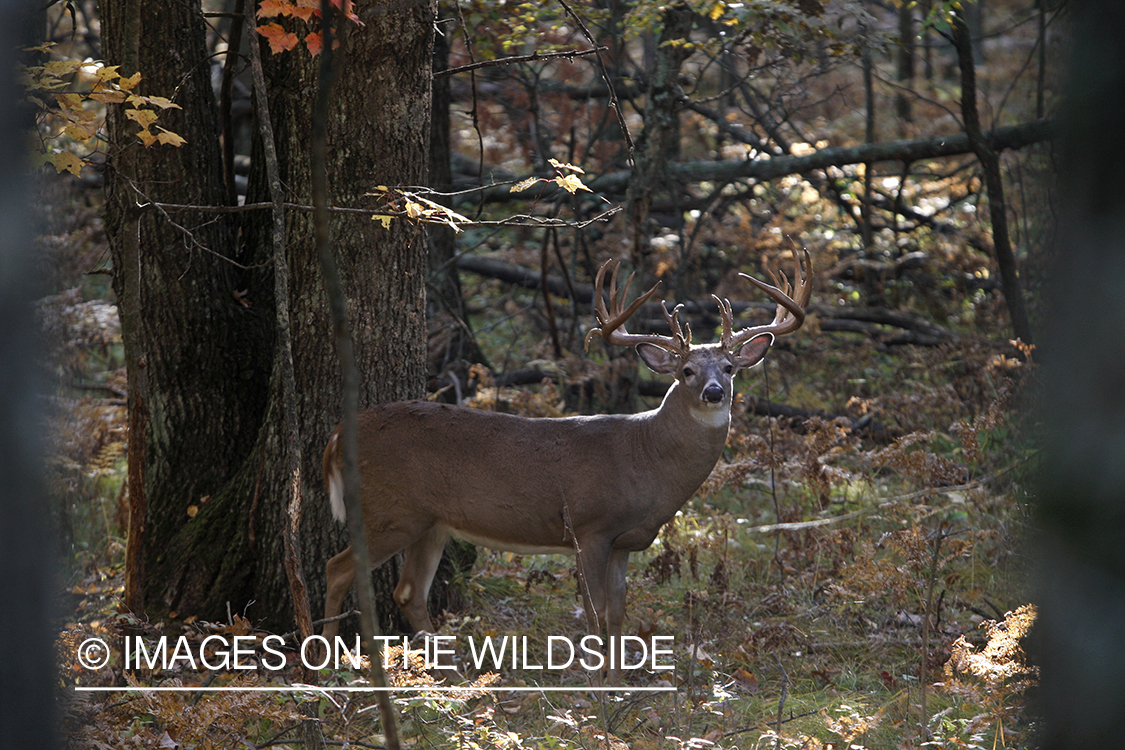 White-tailed buck in habitat.