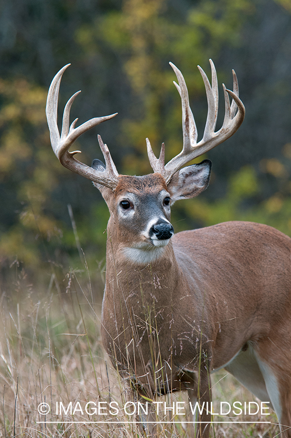 White-tailed buck in habitat.