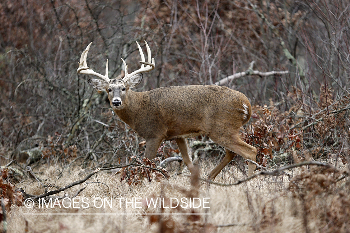 White-tailed buck in habitat.