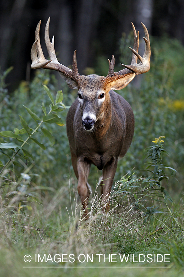 White-tailed buck in habitat.