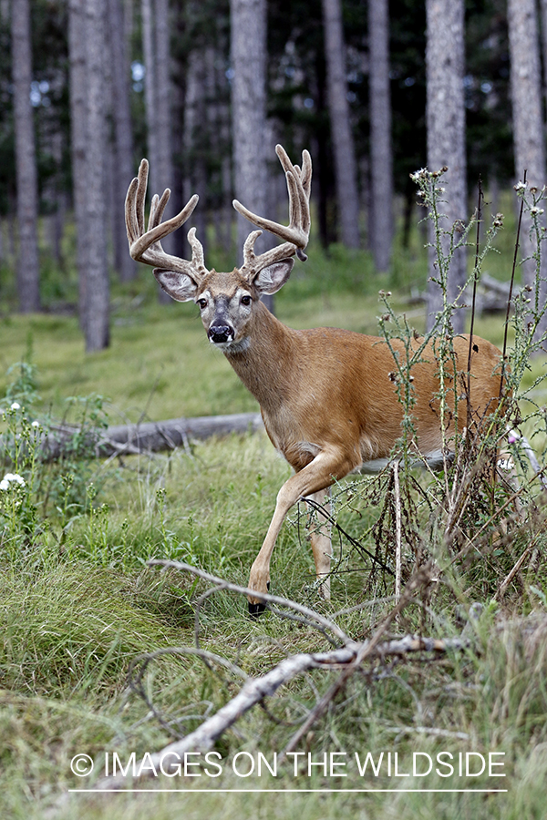 White-tailed Buck in Velvet.