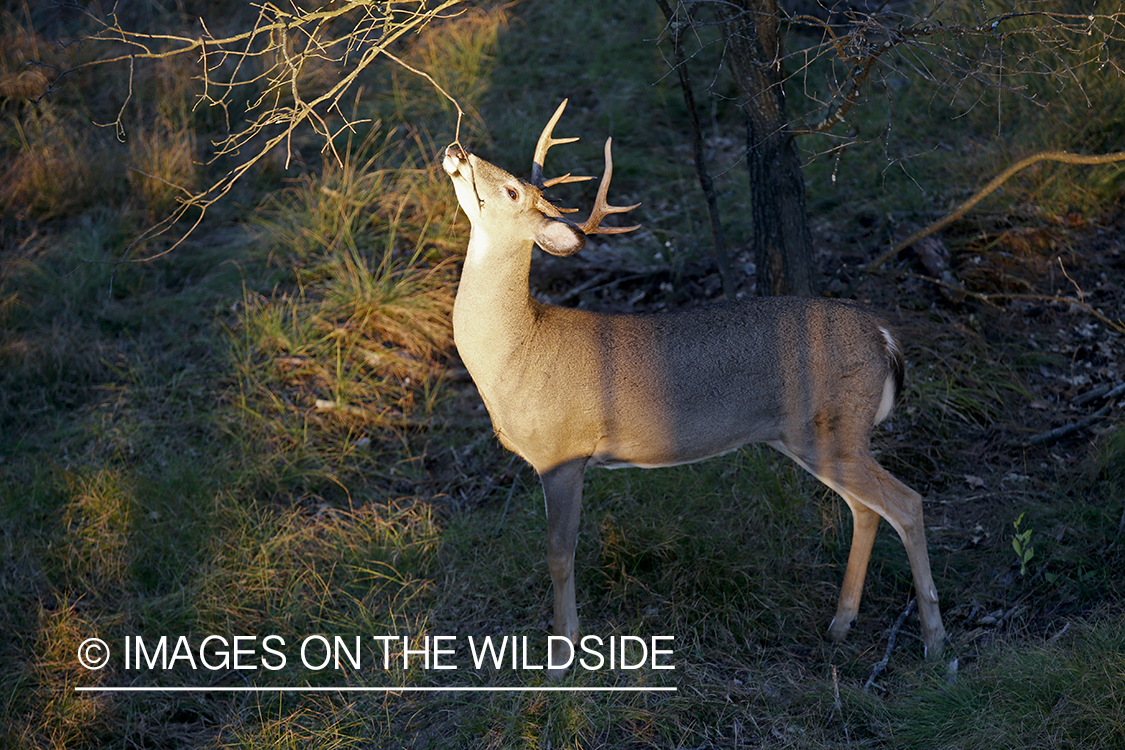 White-tailed buck photographed from tree stand.