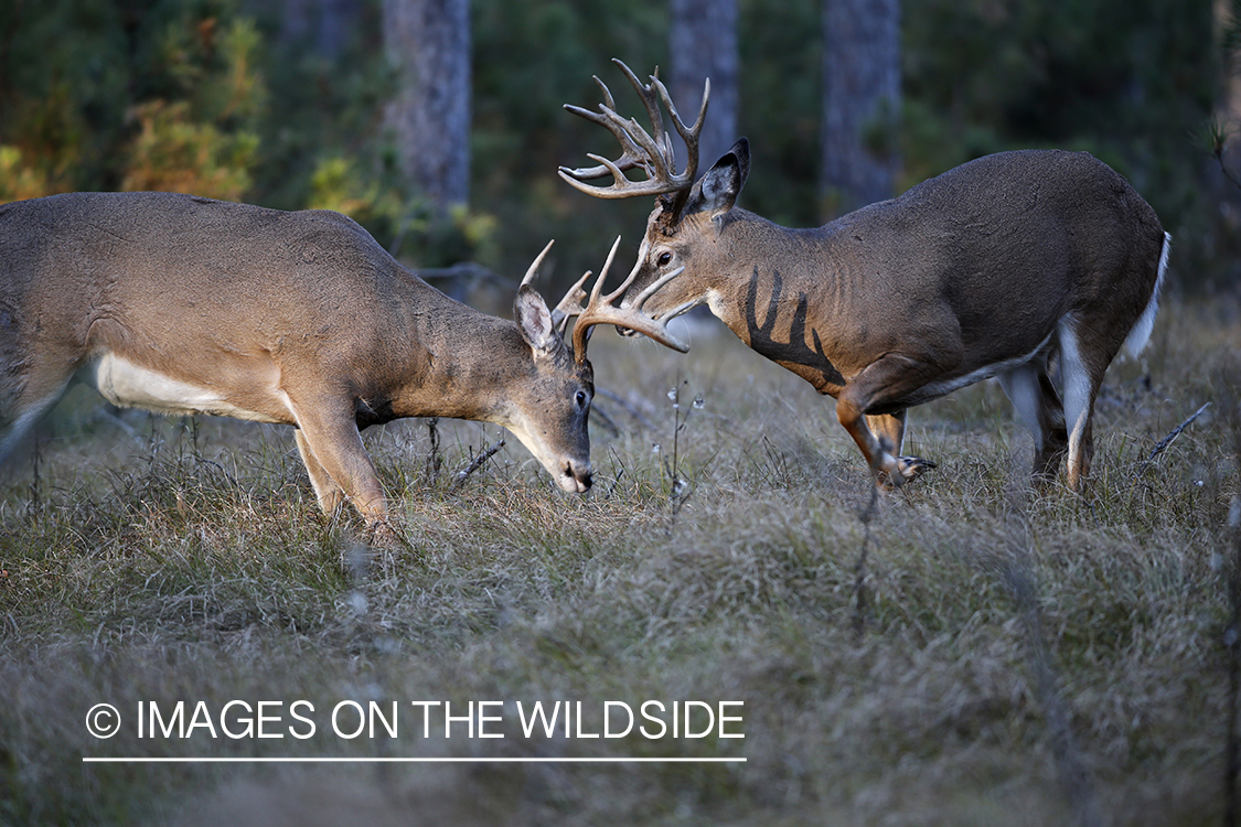 Two white-tailed bucks sparring.