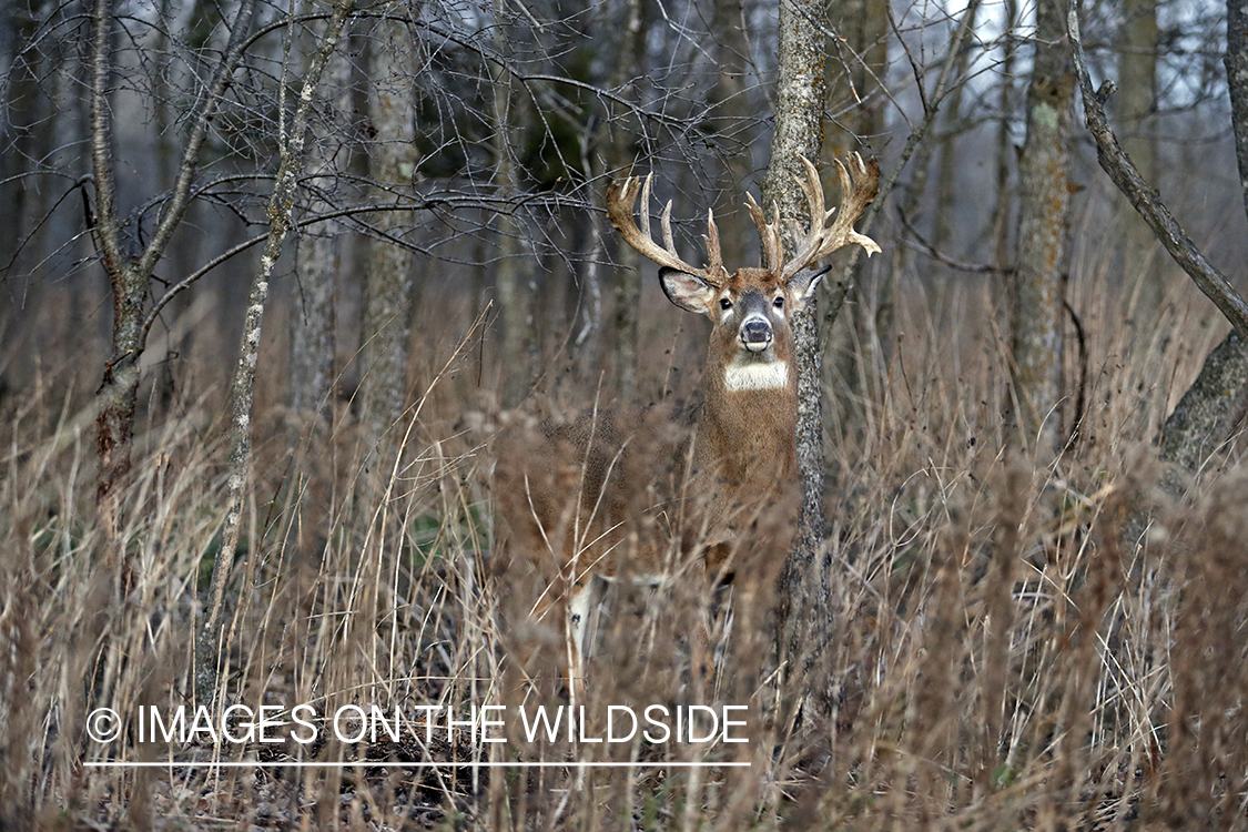 White-tailed buck in woods.