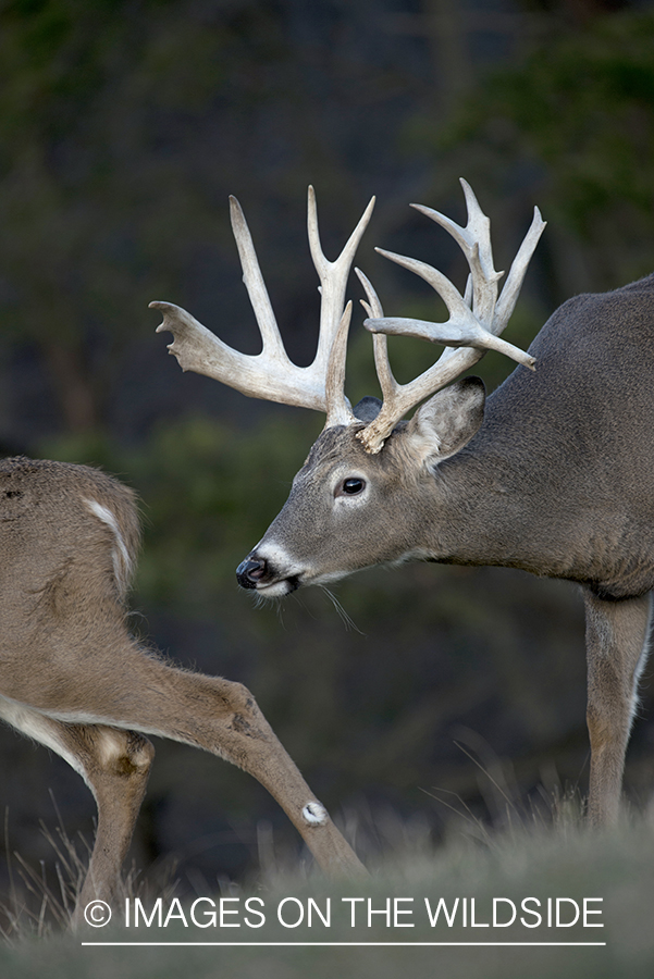 Whitetailed buck pursuing doe.