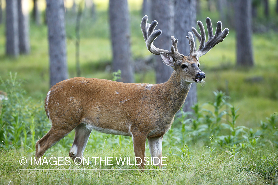 White-tailed buck in velvet.