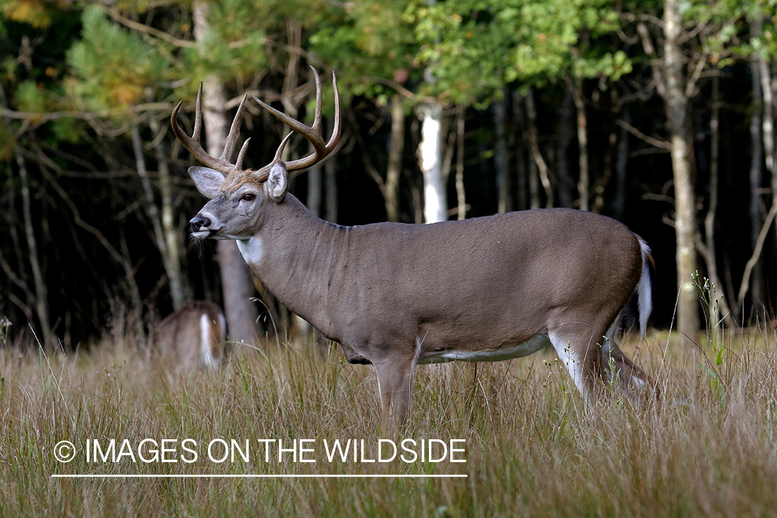 White-tailed buck in field.