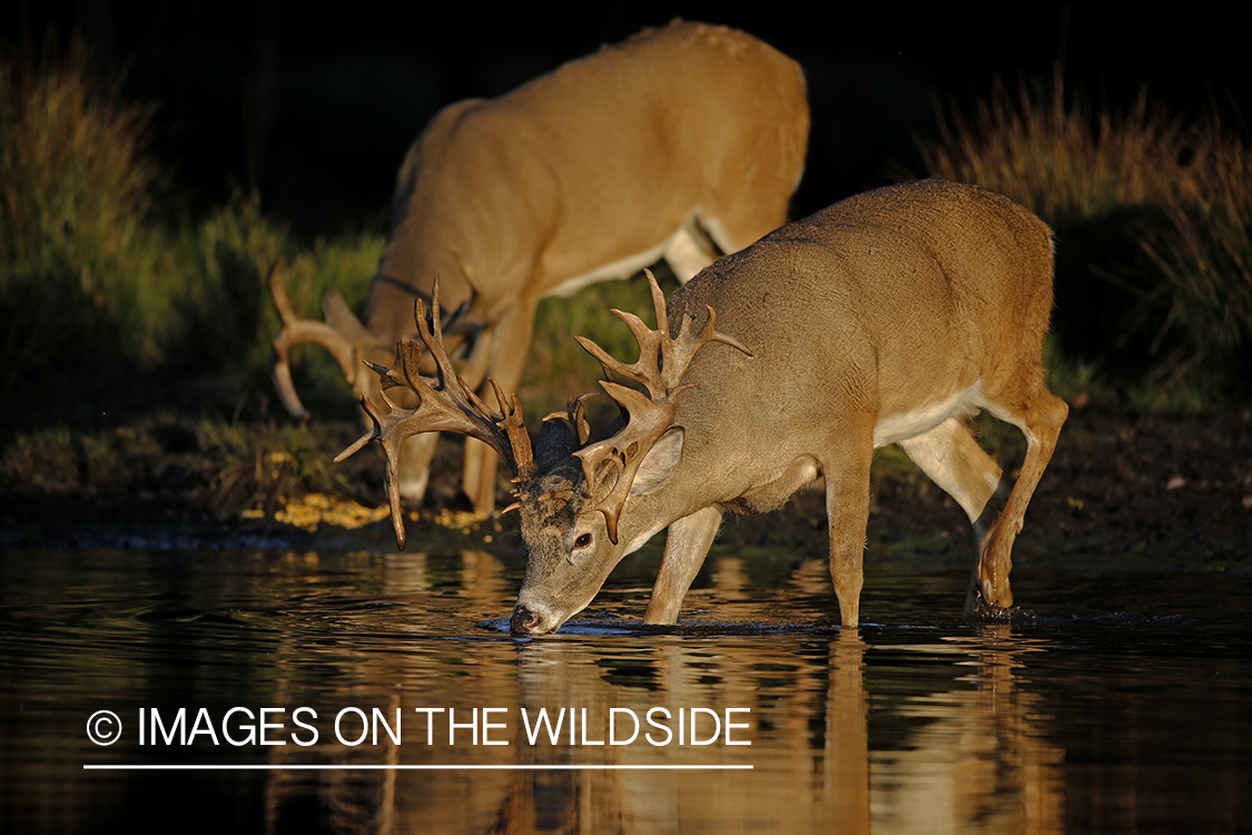 White-tailed buck in river.