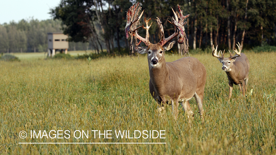 White-tailed bucks in field in front of blind.