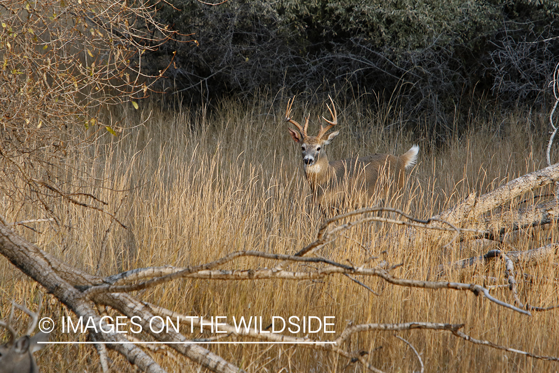 White-tailed buck in field.