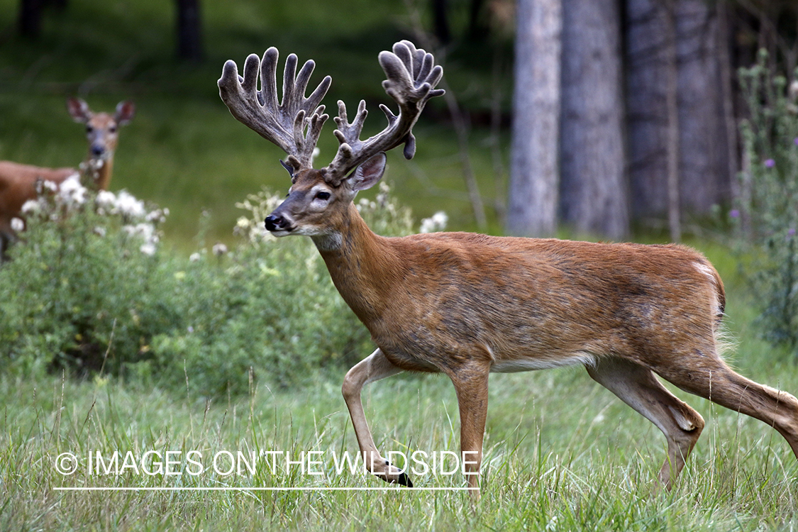 White-tailed buck in Velvet.