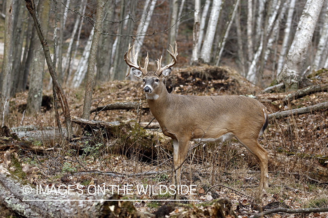 White-tailed buck in the rut.