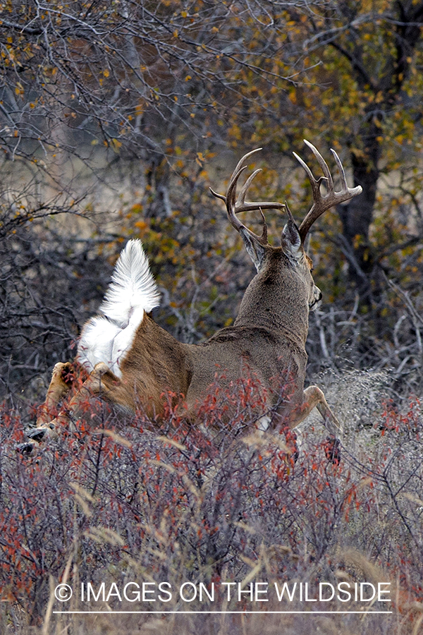 White-tailed buck running through field.