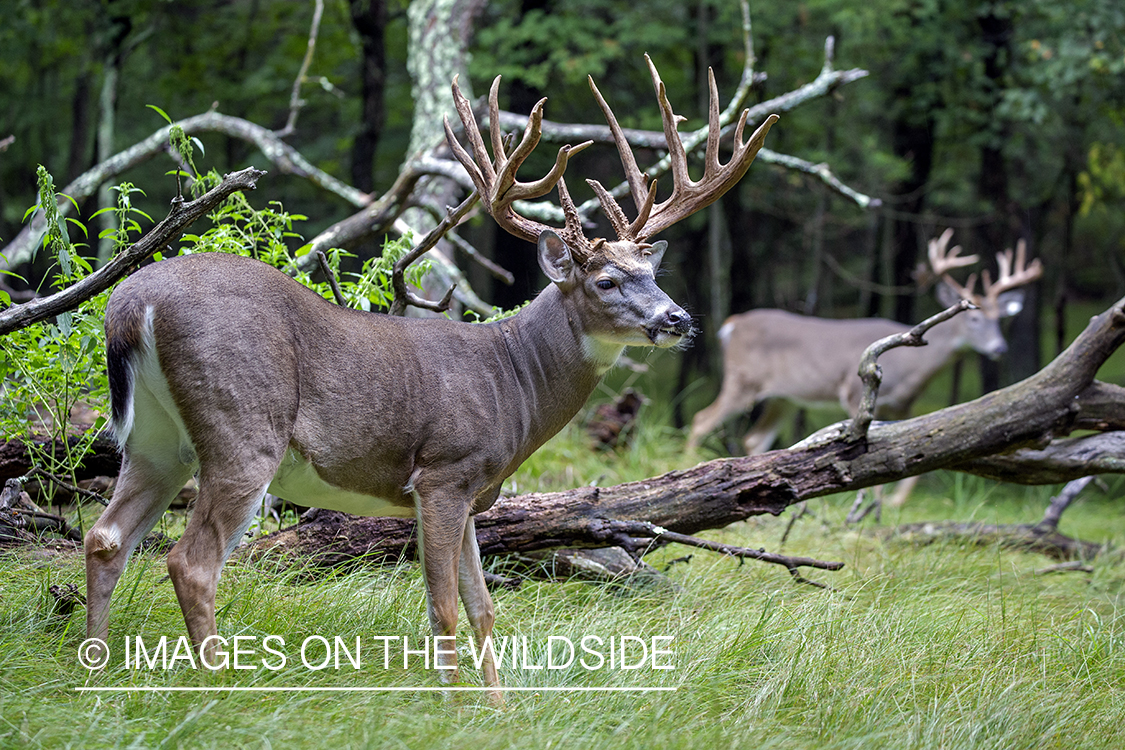 White-tailed buck in the Rut.