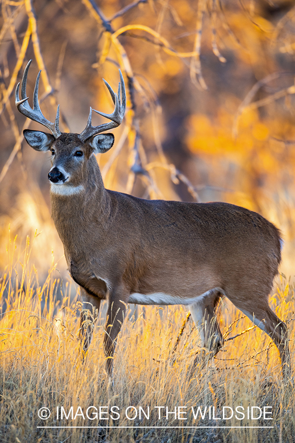 White-tailed buck in field.