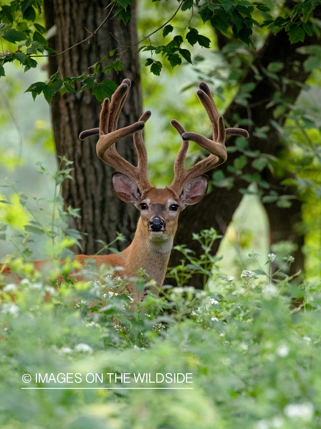 White-tailed deer in velvet.