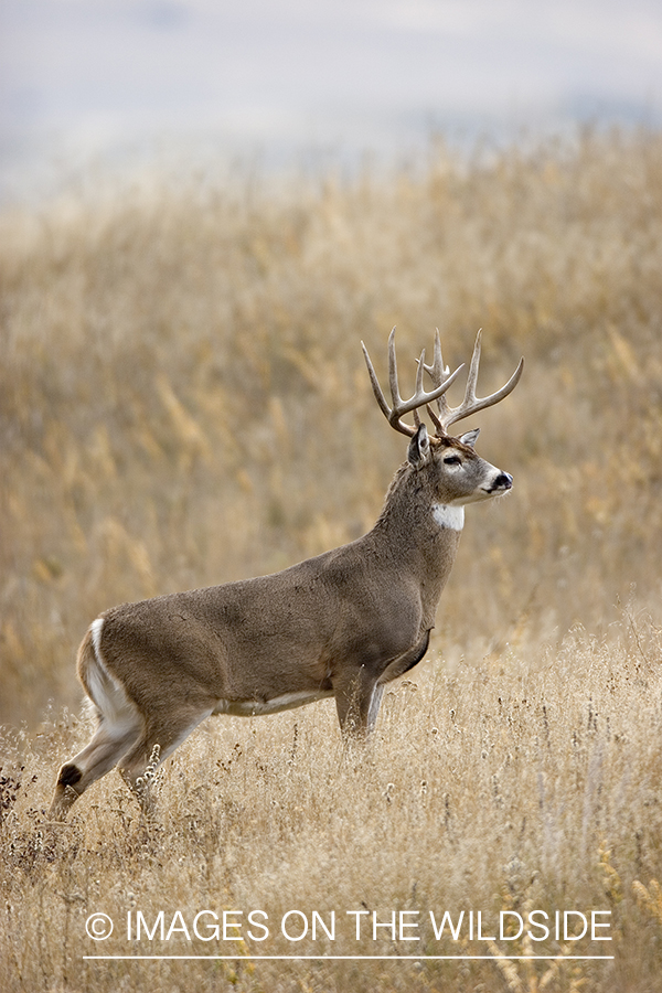 White-tailed buck in meadow.