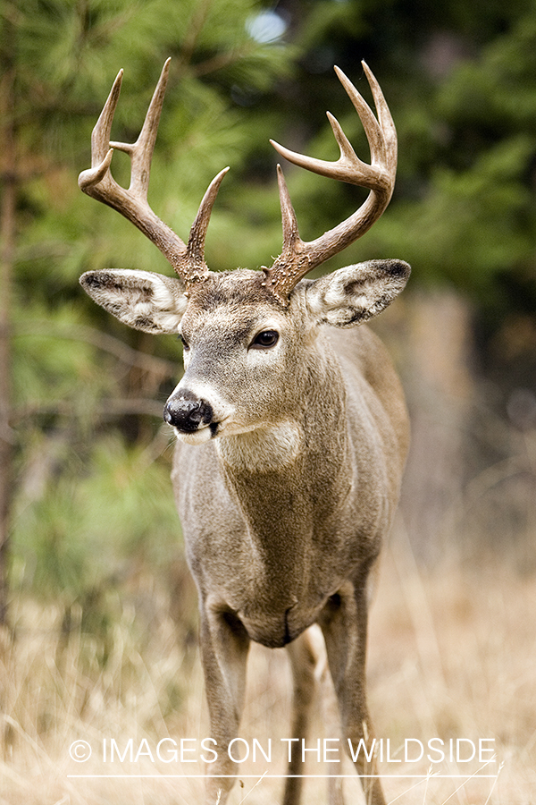 White-tailed deer in habitat