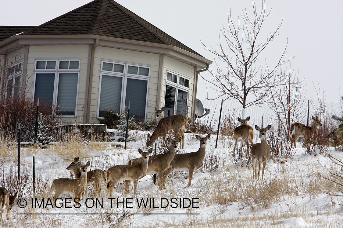 White-tailed deer herd in urban setting