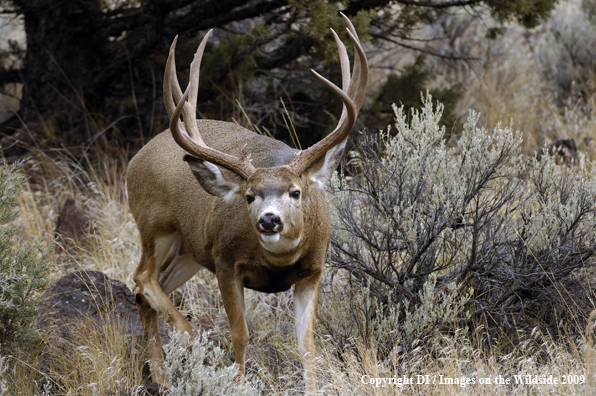 Mule buck in habitat