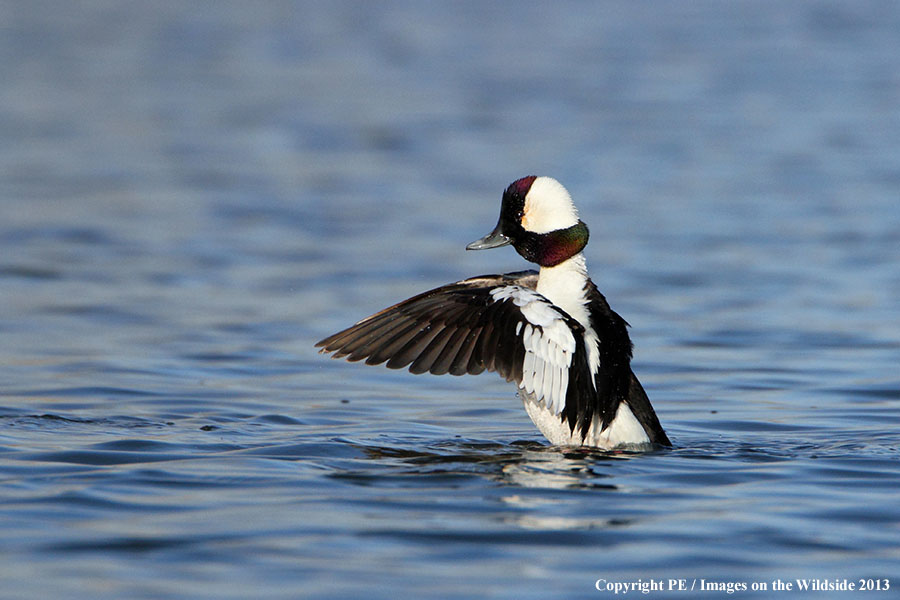 Bufflehead drake in habitat.