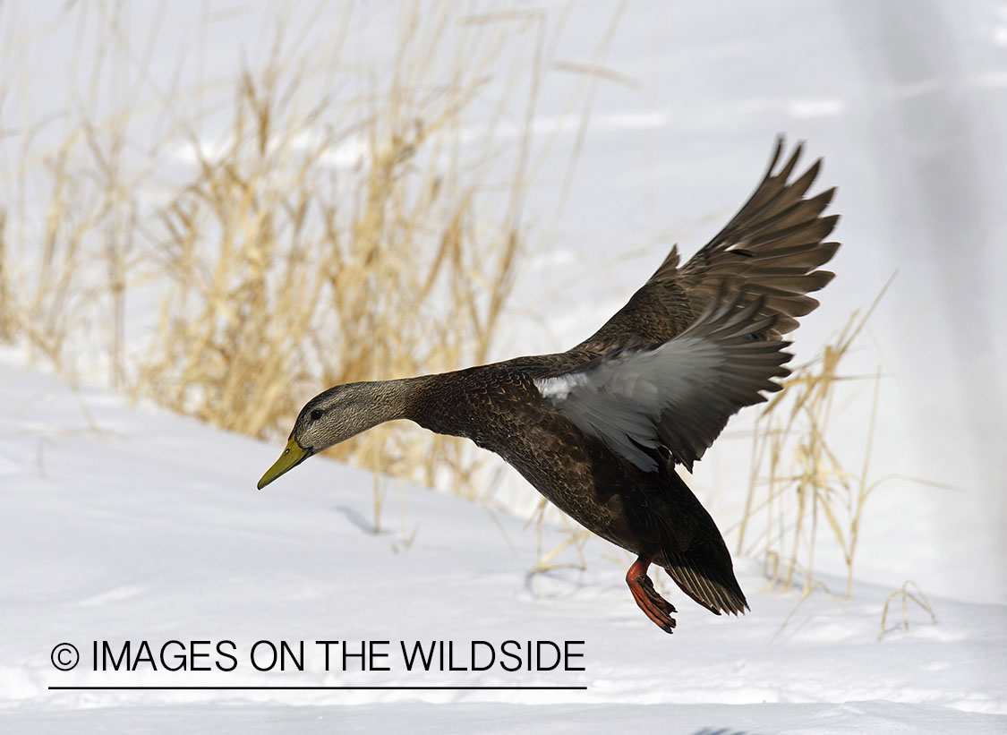 Black duck in flight.