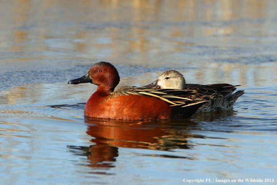 Cinnamon Teal drake with hen in habitat.