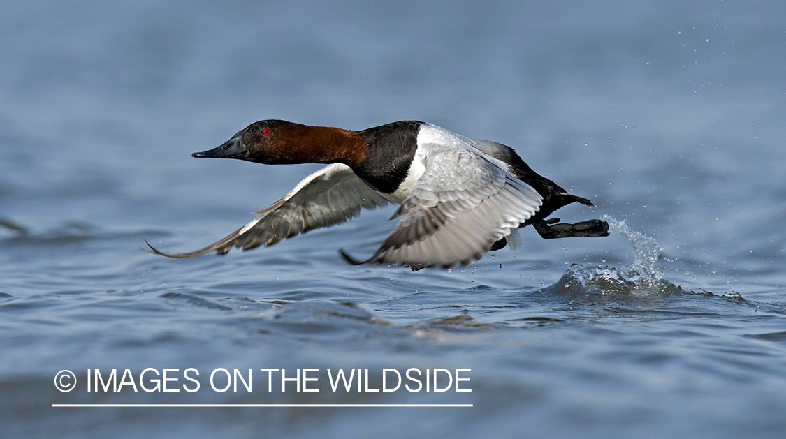 Canvasback flying above water.