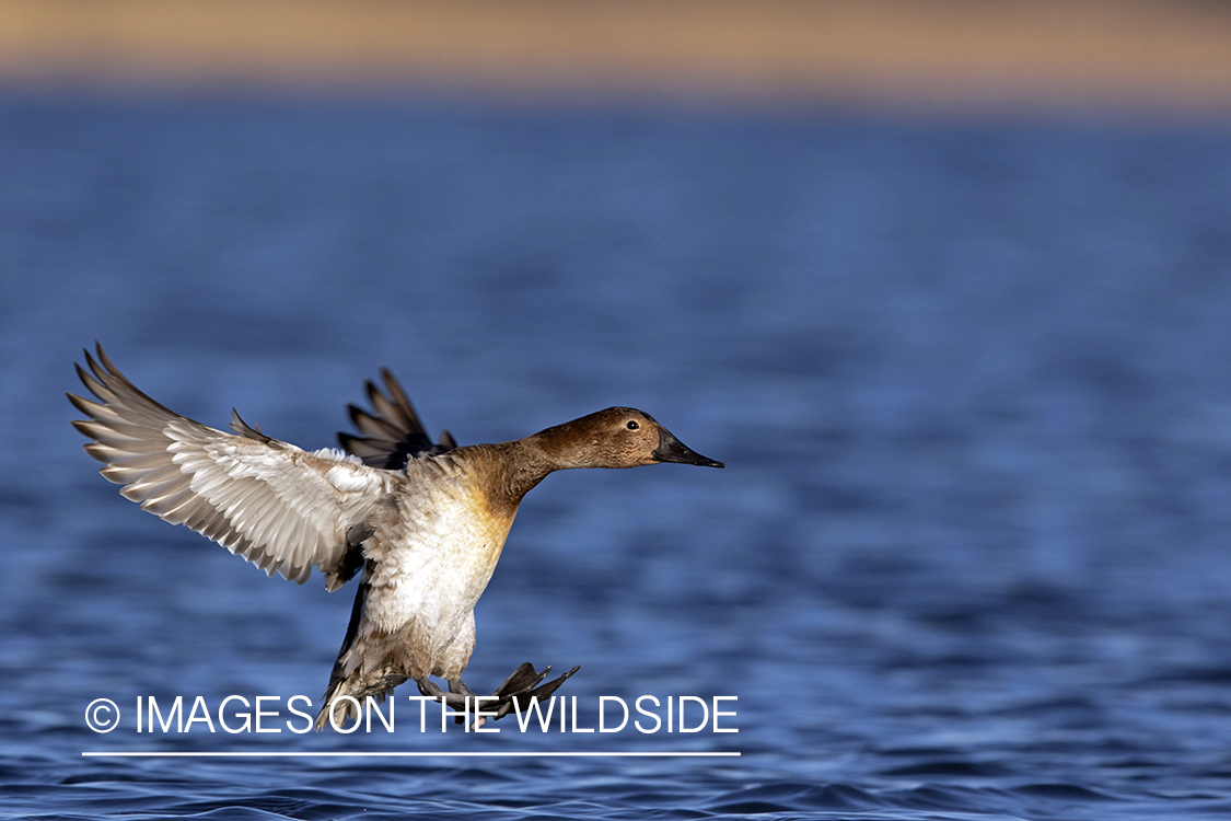 Canvasback hen in flight.