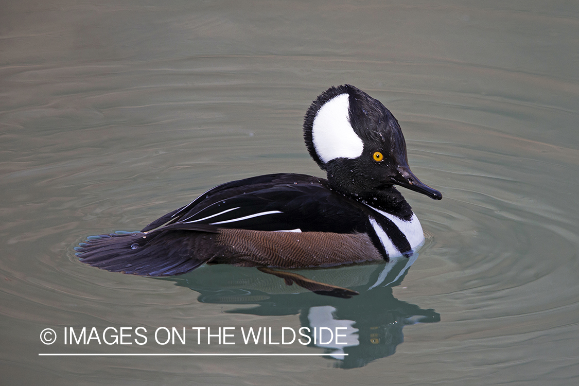 Hooded Merganser duck in habitat. 