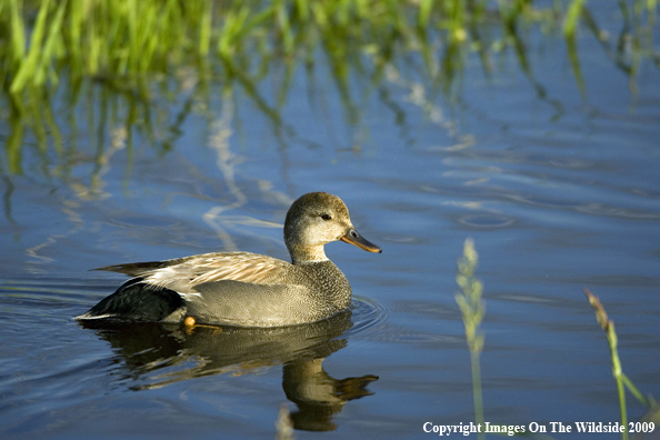 Gadwall in habitat