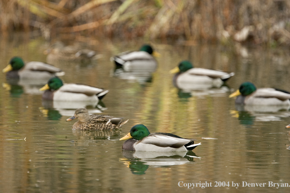 Mallards on pond.